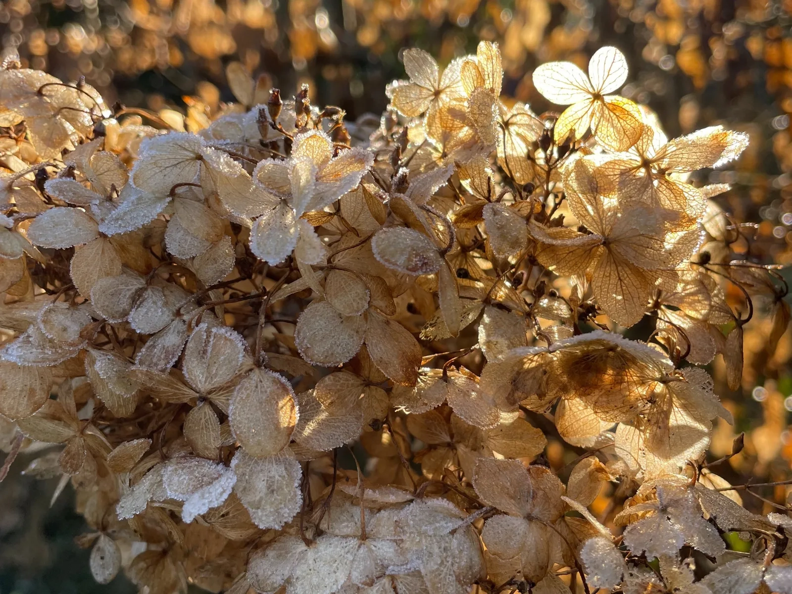 Feuillages décoratifs pour un jardin d’hiver coloré réalisé par À CHACUN SON JARDIN.