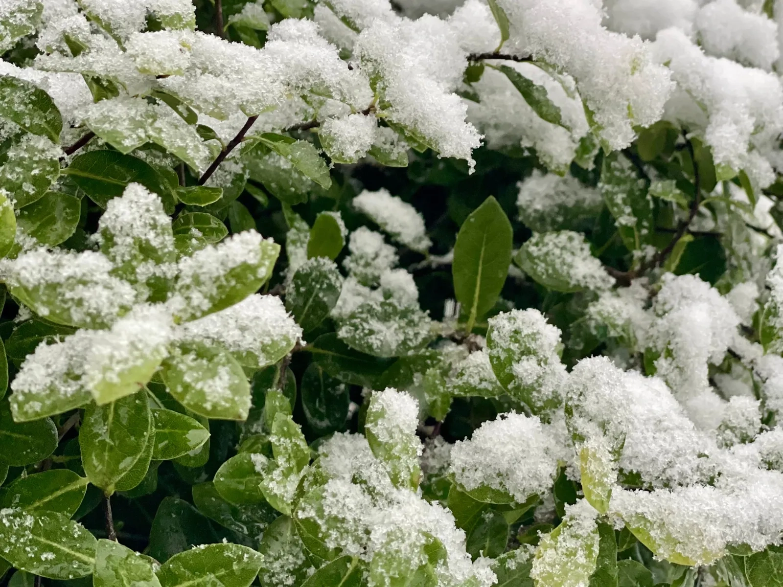 Feuillages gras pour un jardin d’hiver coloré réalisé par À CHACUN SON JARDIN.