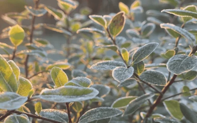 Jardin d’hiver : aménager un jardin esthétique même en hiver