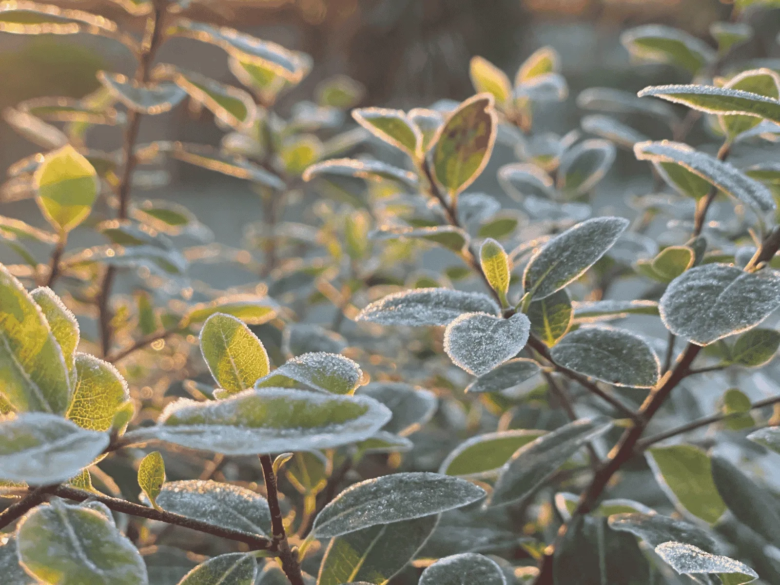 Feuille gras pour un jardin d’hiver coloré réalisé par À CHACUN SON JARDIN.