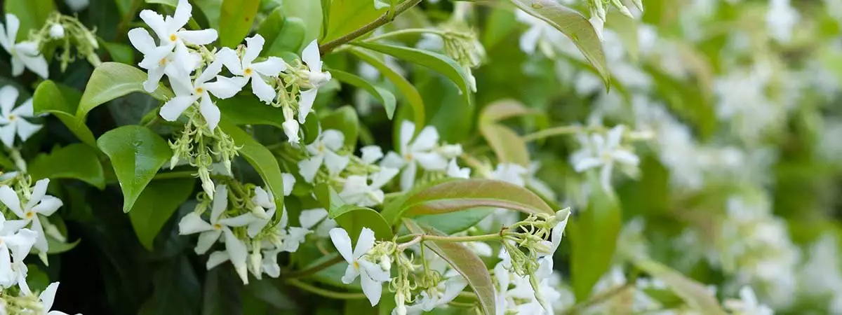 JASMIN